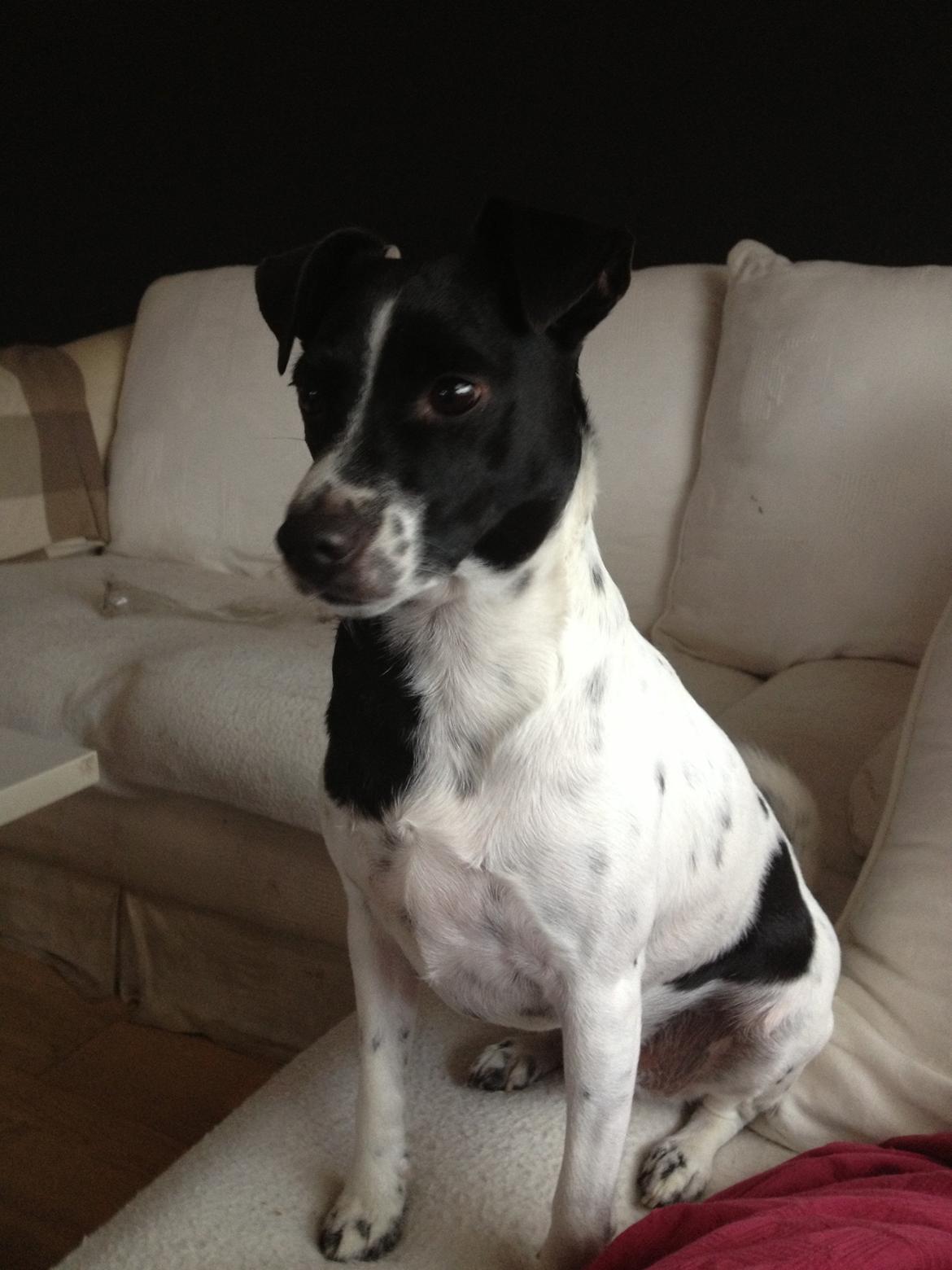 Dansk svensk gaardhund Aslan billede 21