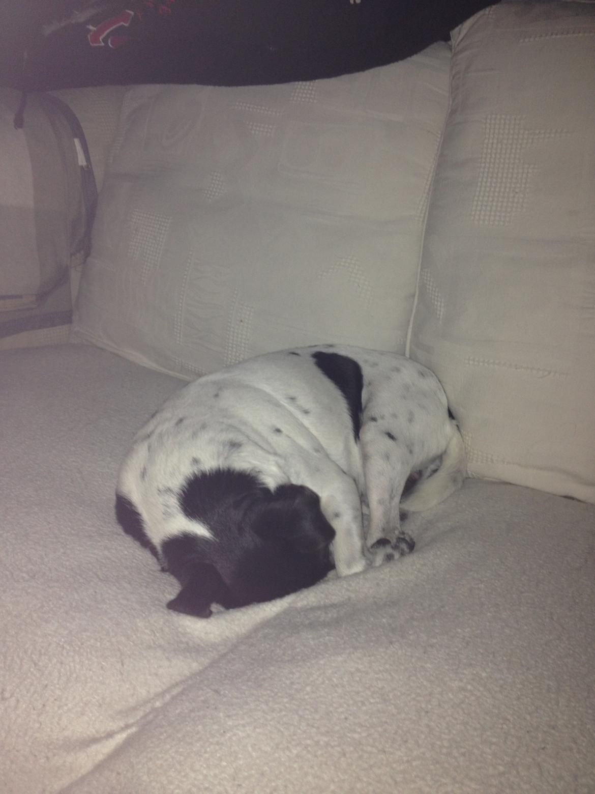 Dansk svensk gaardhund Aslan billede 22