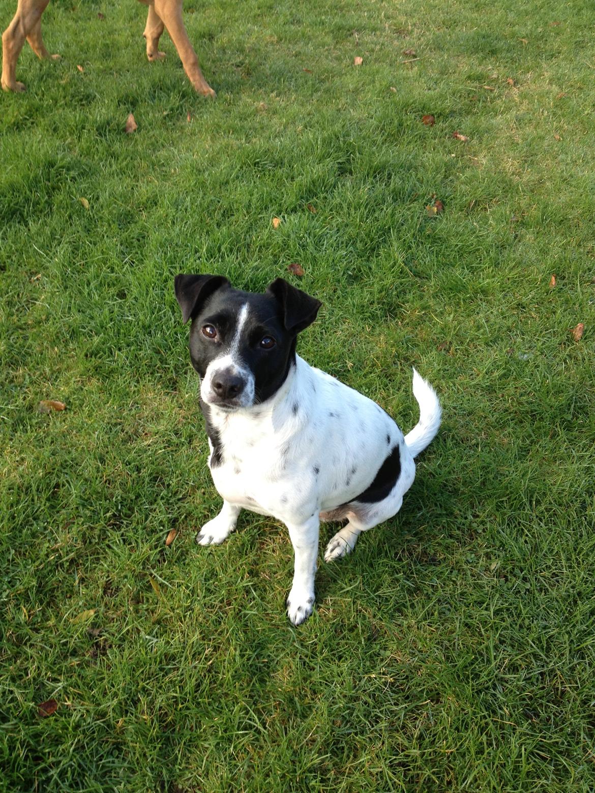 Dansk svensk gaardhund Aslan billede 23