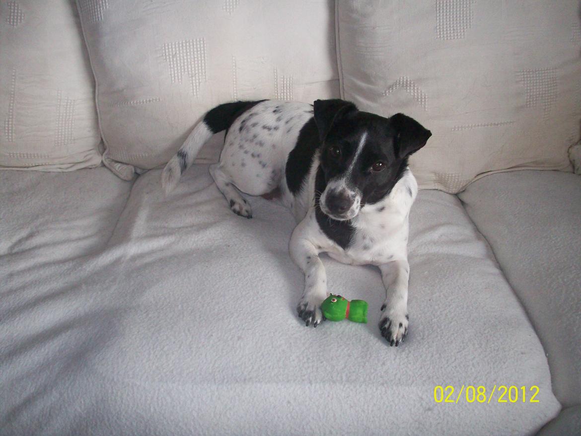 Dansk svensk gaardhund Aslan billede 24