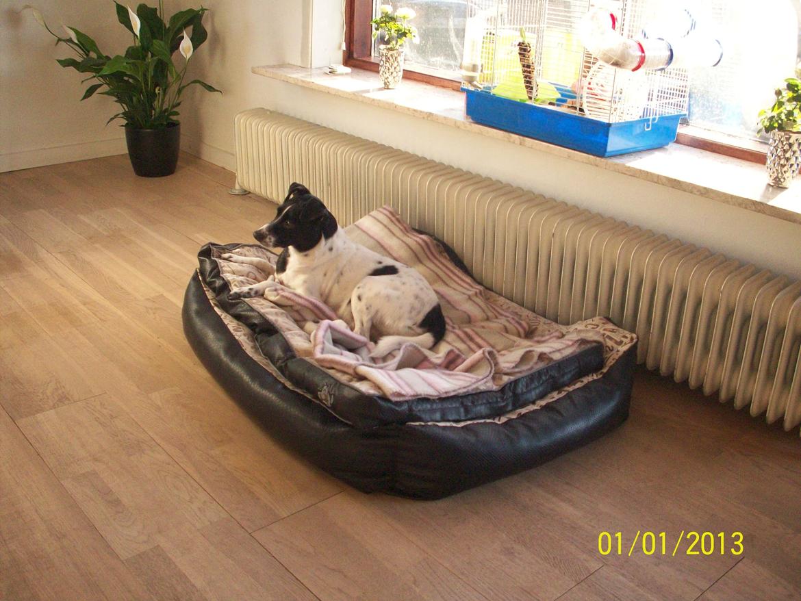 Dansk svensk gaardhund Aslan billede 25