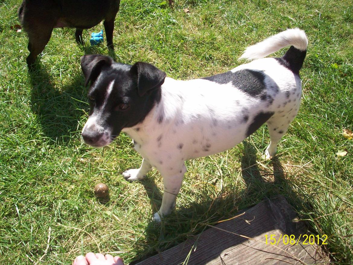 Dansk svensk gaardhund Aslan billede 26