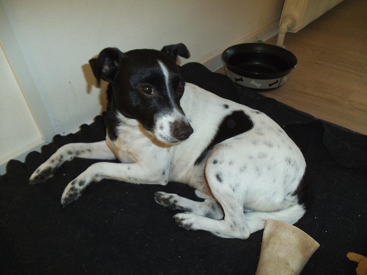 Dansk svensk gaardhund Aslan billede 27