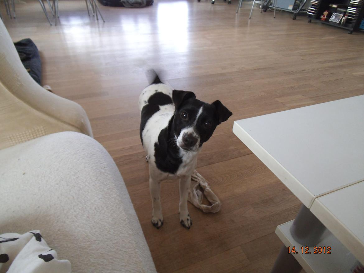 Dansk svensk gaardhund Aslan billede 28