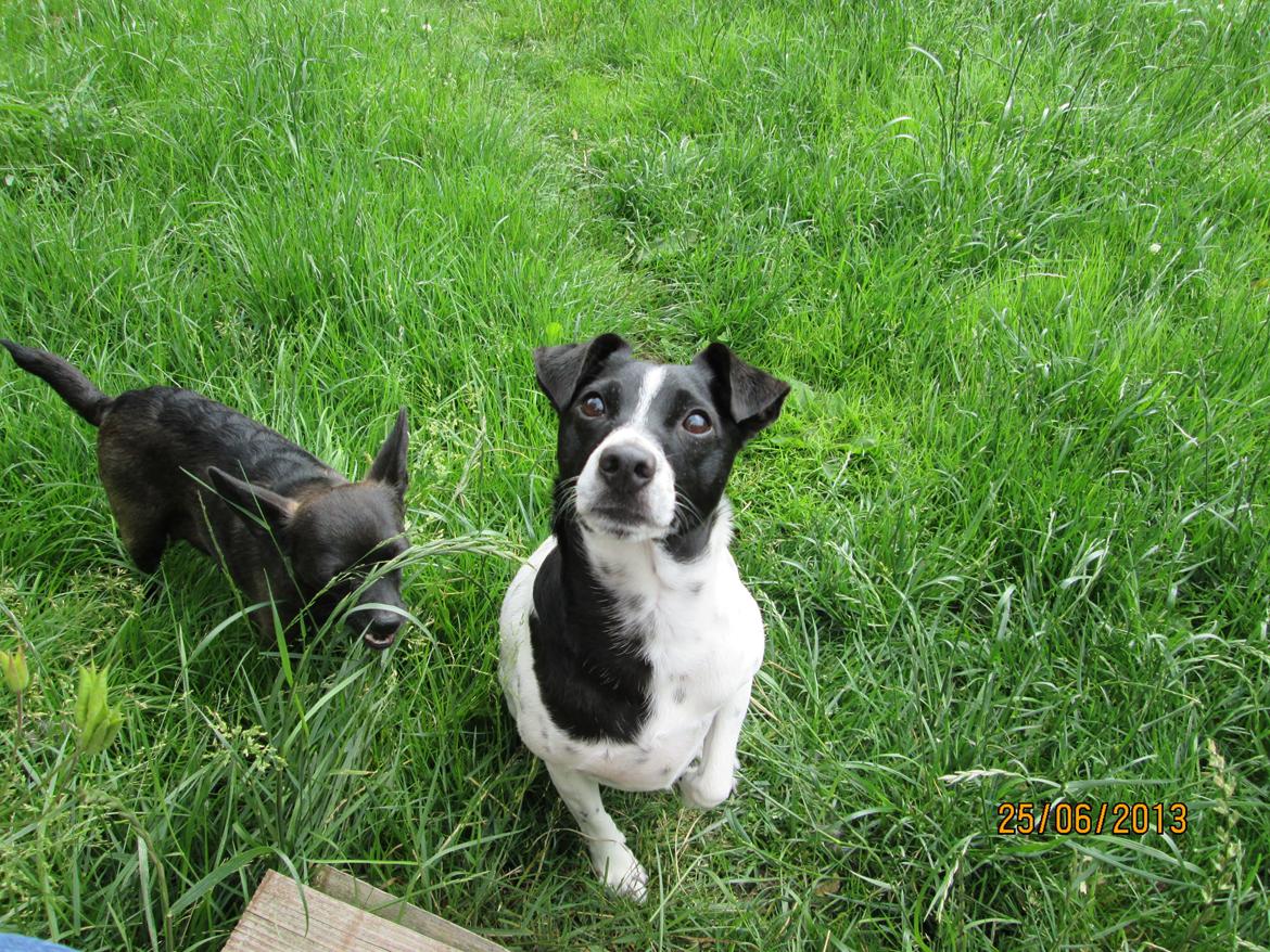 Dansk svensk gaardhund Aslan billede 29