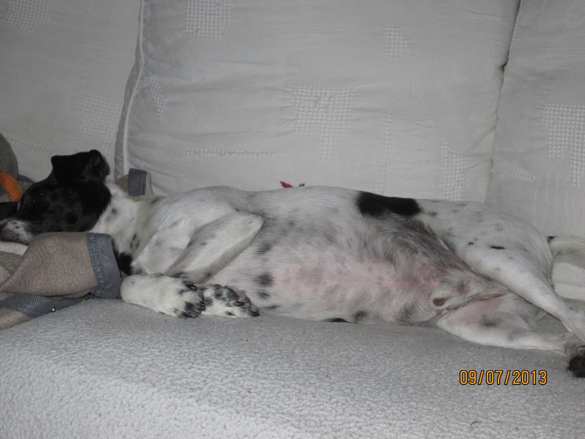 Dansk svensk gaardhund Aslan billede 30