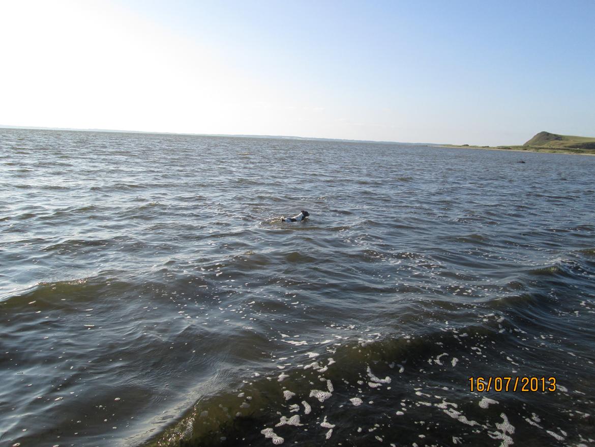 Dansk svensk gaardhund Aslan billede 31