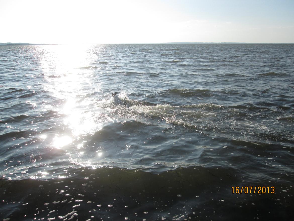 Dansk svensk gaardhund Aslan billede 32