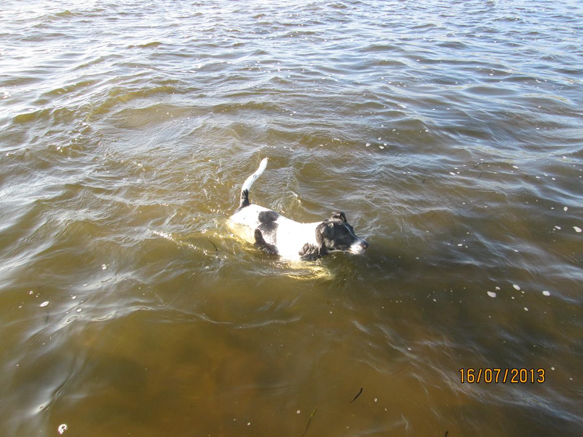 Dansk svensk gaardhund Aslan billede 33