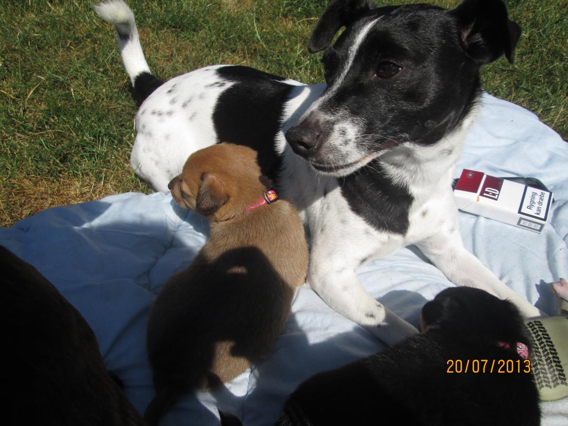 Dansk svensk gaardhund Aslan billede 34