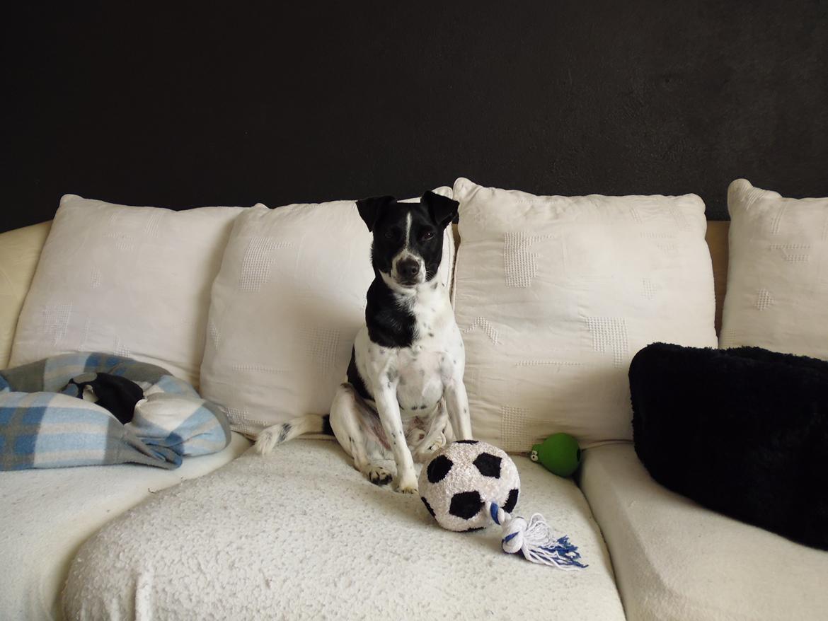 Dansk svensk gaardhund Aslan billede 35