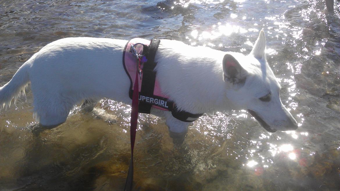 Hvid Schweizisk Hyrdehund Lucy - Lucy i vandet ved Hov Camping billede 20