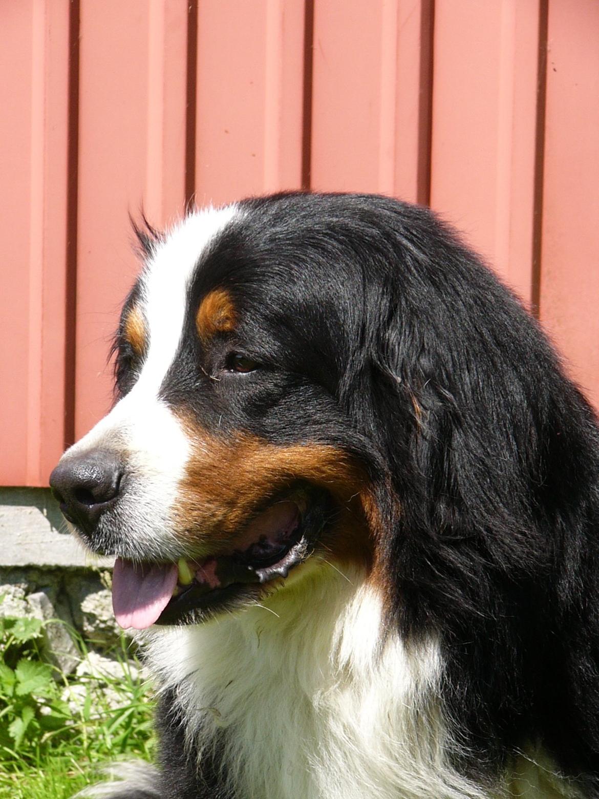 Berner sennenhund Alvin - En helt anden hund! Alvin d.17/7 - 2013 billede 1