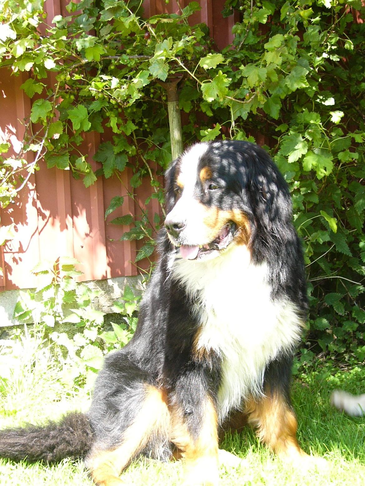 Berner sennenhund Alvin - Sikke en forandring. Lækker bamse! D.17/7 - 2013 billede 2