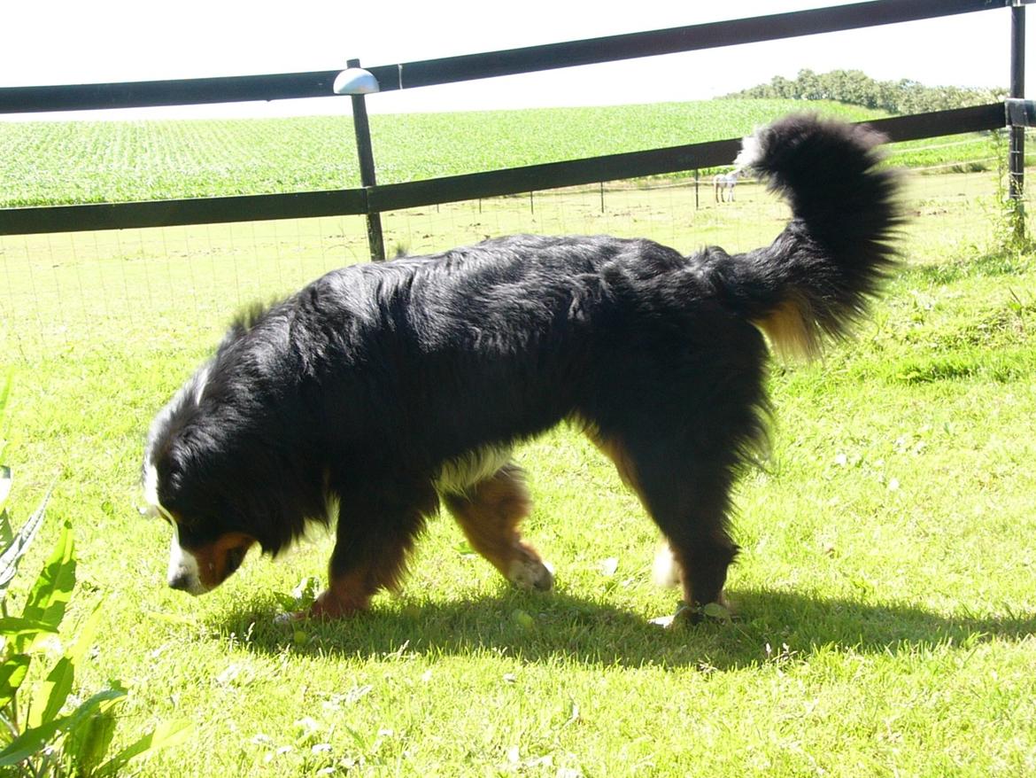 Berner sennenhund Alvin - Smuk hund d.17/7 - 13 billede 3