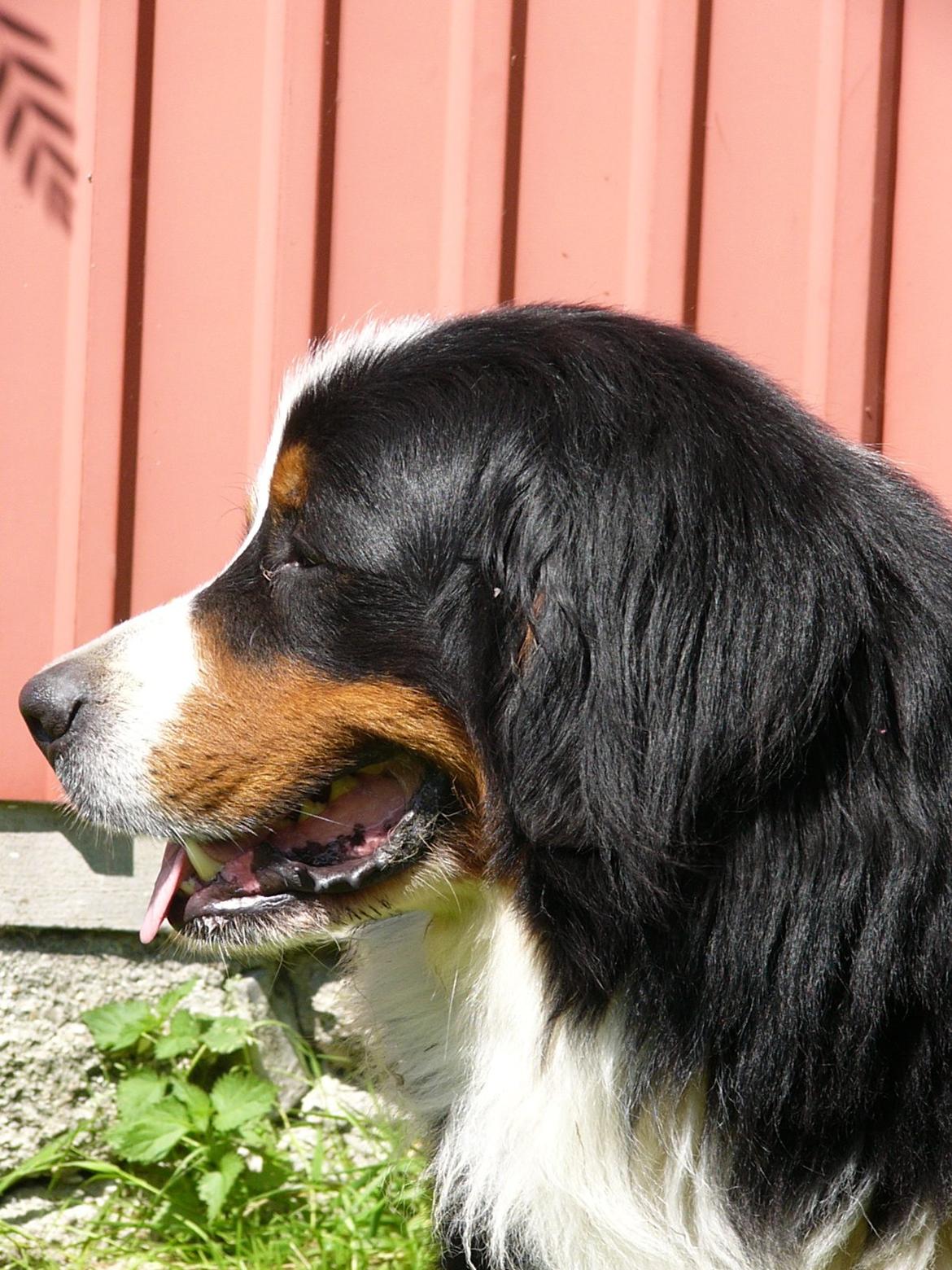Berner sennenhund Alvin - Taget d.17/7 - 2013 billede 4