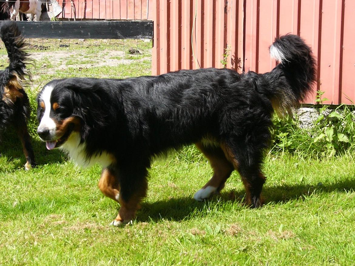 Berner sennenhund Alvin - En tilpas og tilfreds hund :o) billede 5