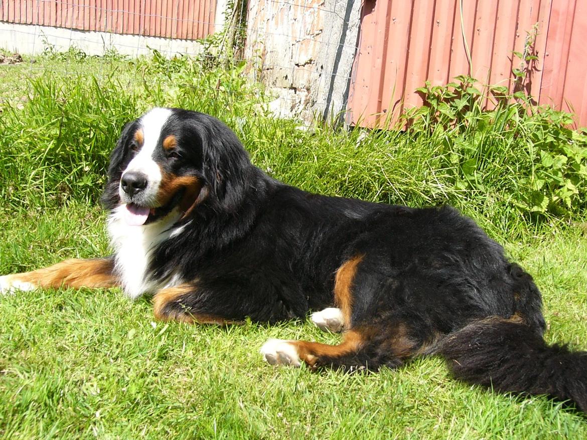 Berner sennenhund Alvin - En fyr der nu hviler i sig selv og nyder livet. D.17/7 - 2013 billede 6