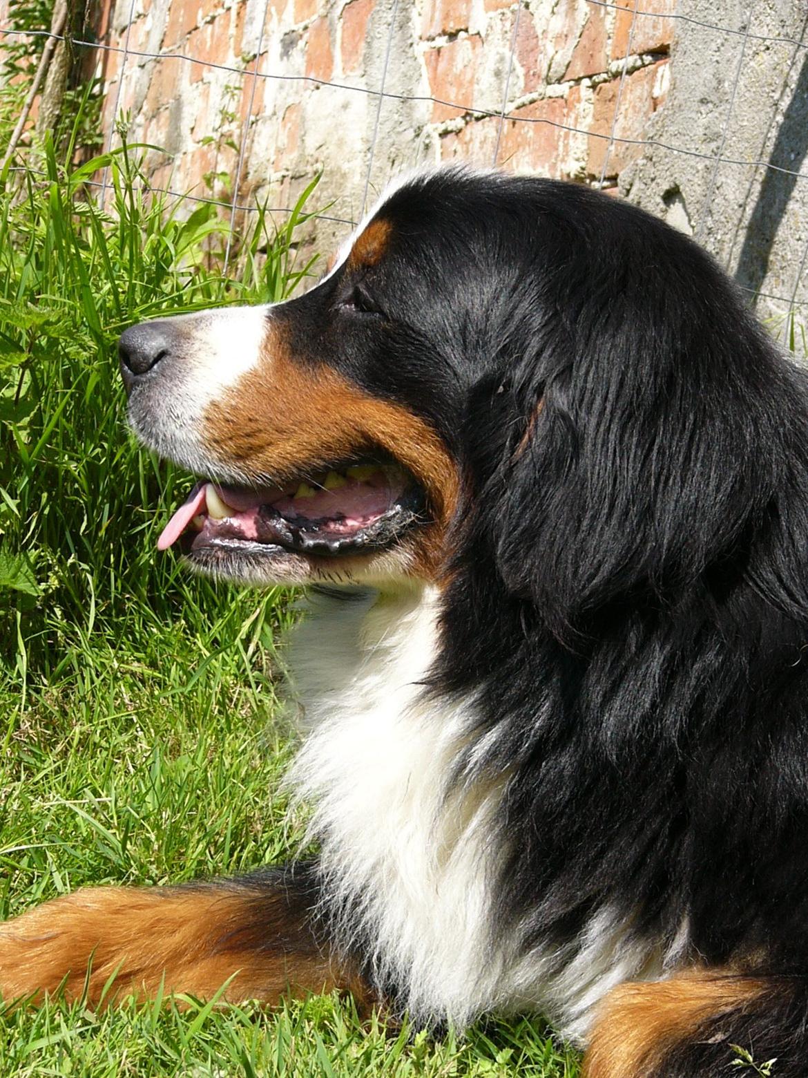Berner sennenhund Alvin - Slapper af, nyder livet og vogter hestene på folden. DET er squ livet!!! D.17/7 - 2013 billede 7