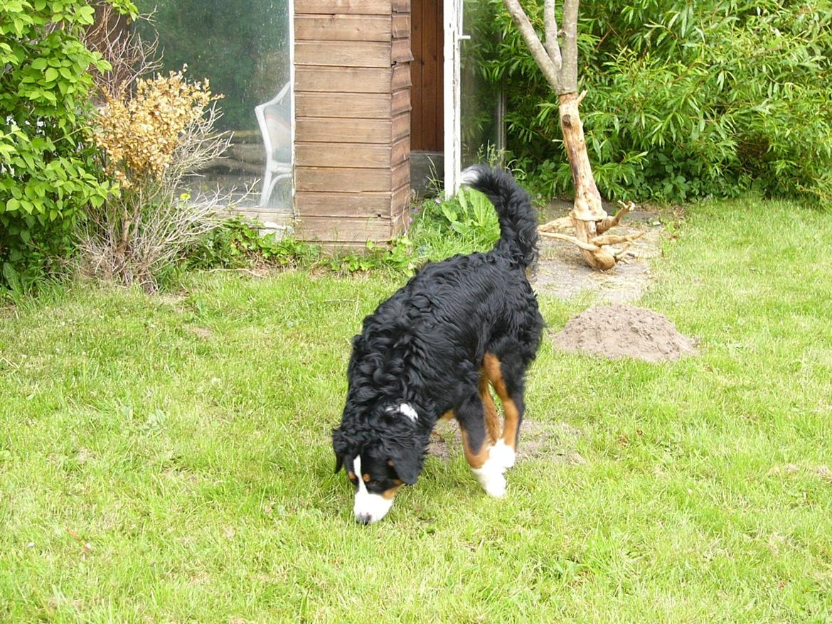 Berner sennenhund Sarabi - Sarabi d.5/6 - 2013 billede 2