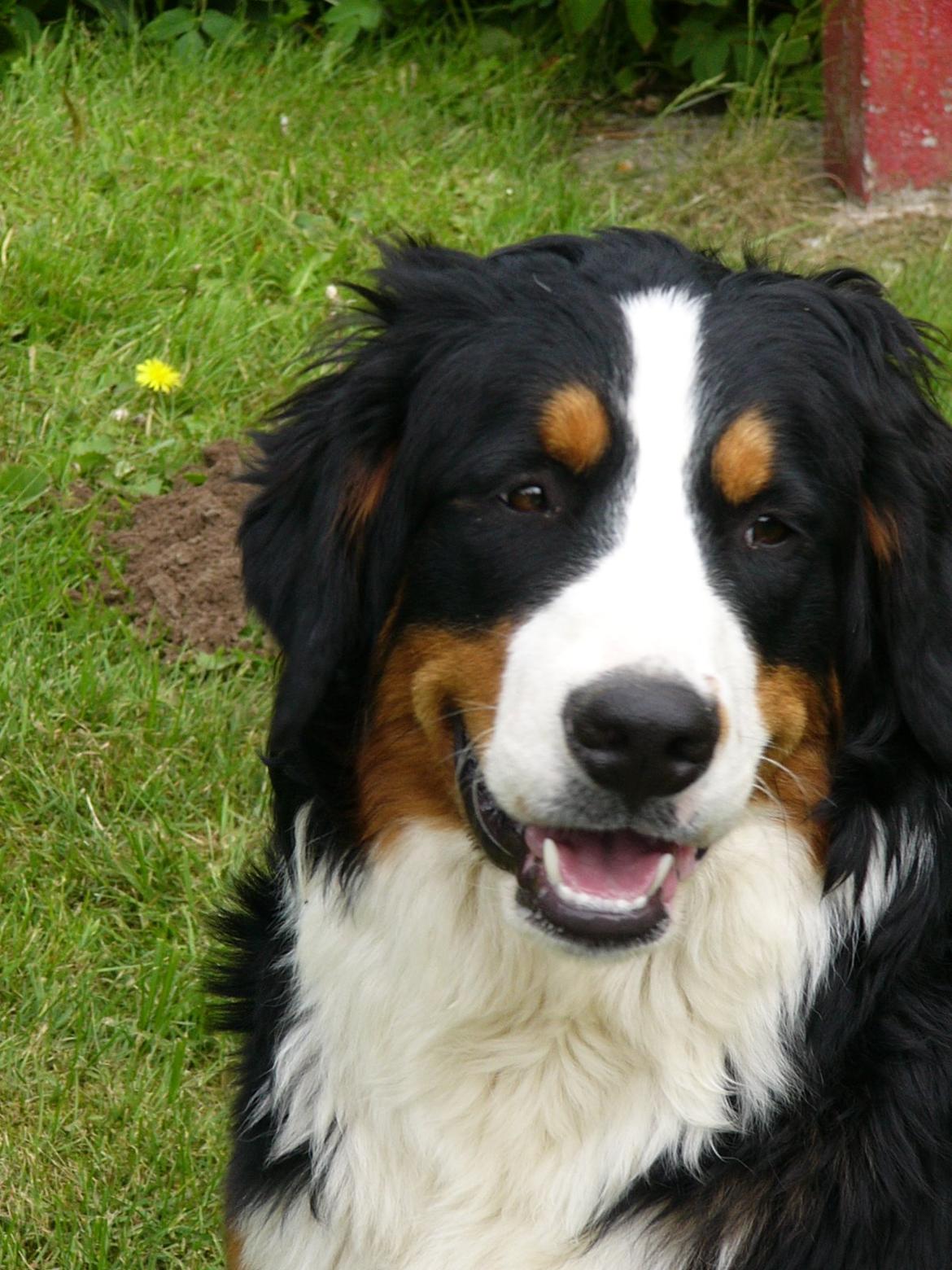 Berner sennenhund Sarabi - Smuk "lille" bandit hvalp d.5/6 - 2013 billede 1