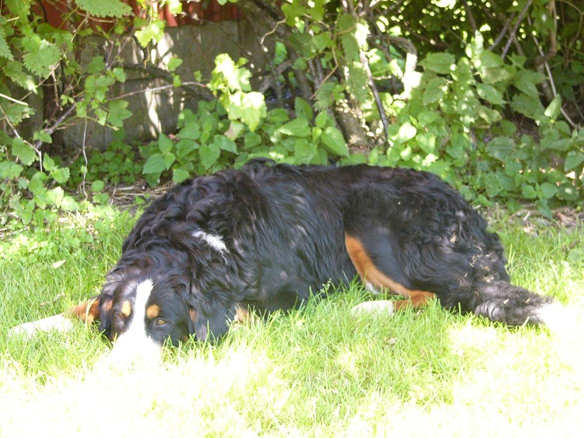 Berner sennenhund Sarabi - Taget d.17/7 - 2013 billede 3