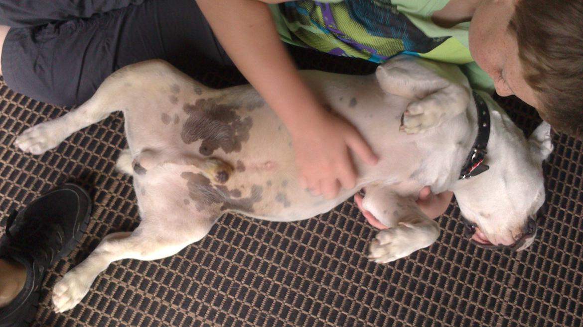 Fransk bulldog Sigurth billede 22