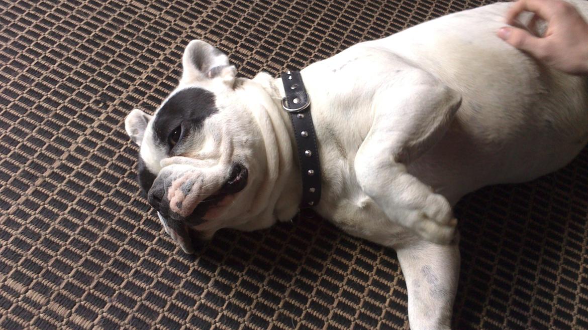 Fransk bulldog Sigurth billede 4