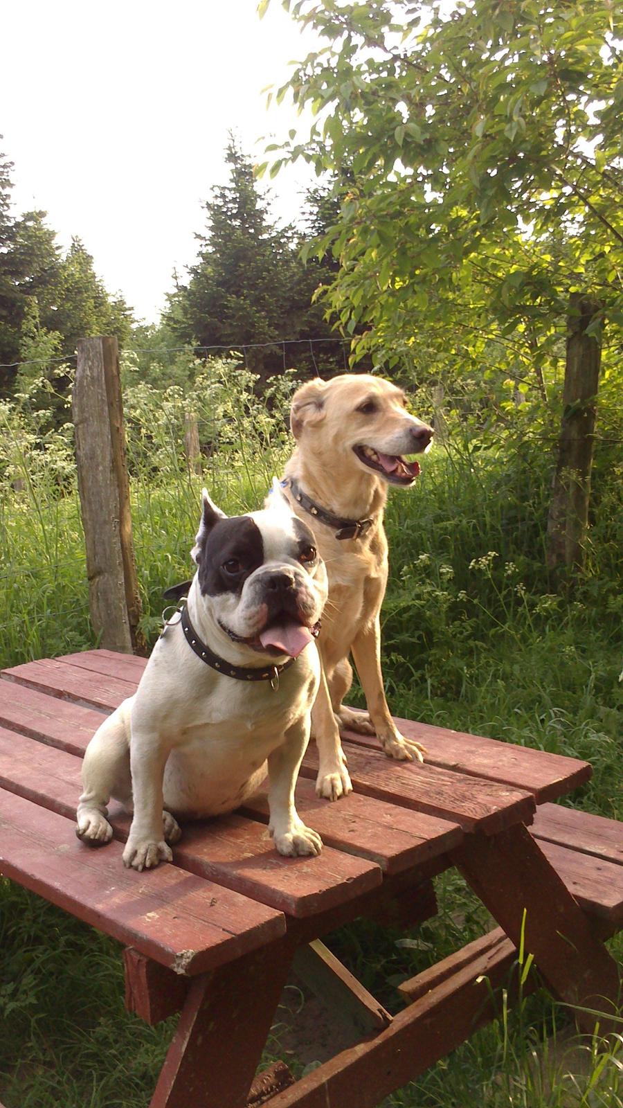 Blanding af racer Miss Molly billede 1