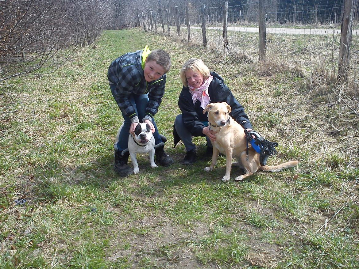 Blanding af racer Miss Molly billede 21