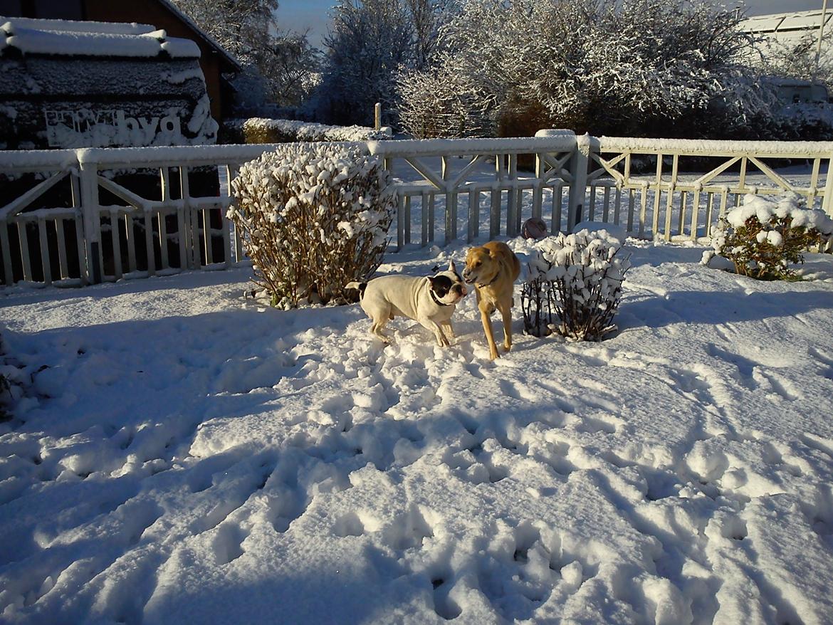 Blanding af racer Miss Molly billede 22