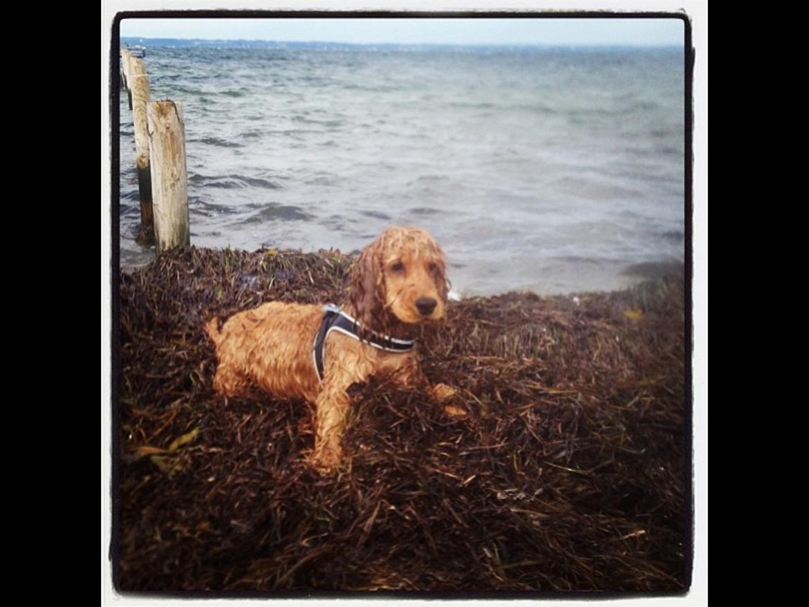 Cocker spaniel Felix billede 17