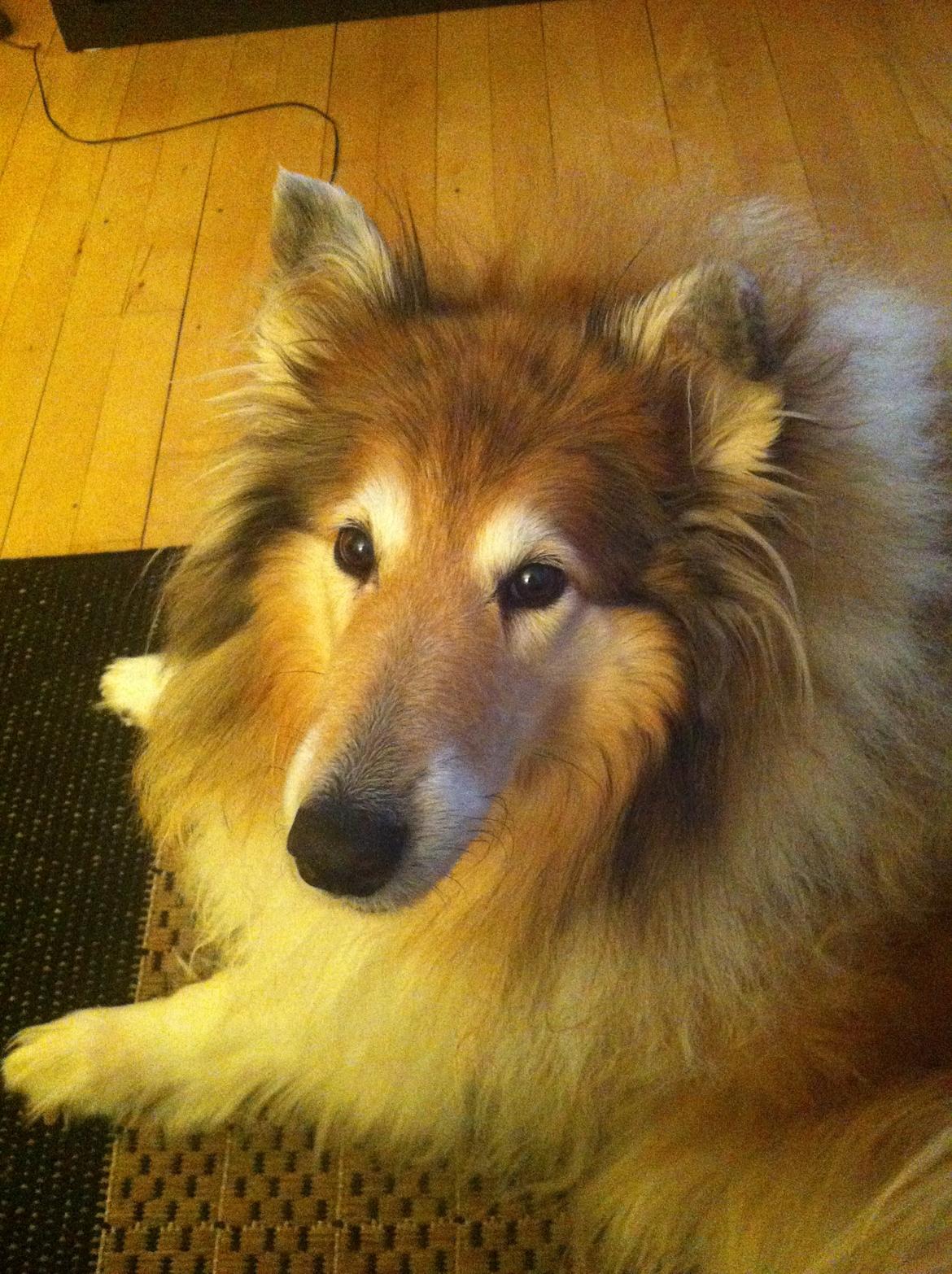 Collie langhåret Blanca - Alltid elsket og savnet :'( billede 20