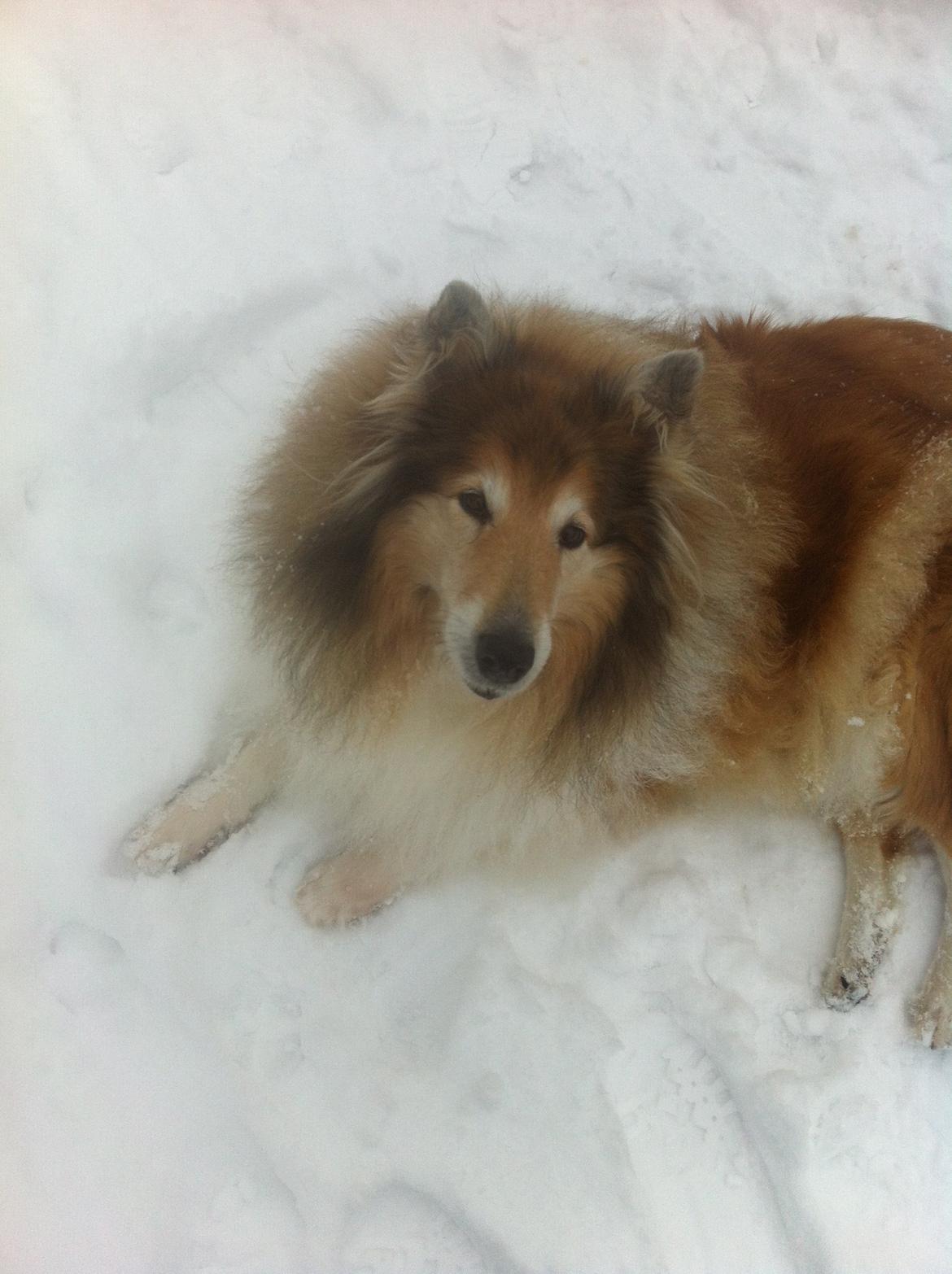 Collie langhåret Blanca - Snedyret <3 billede 21