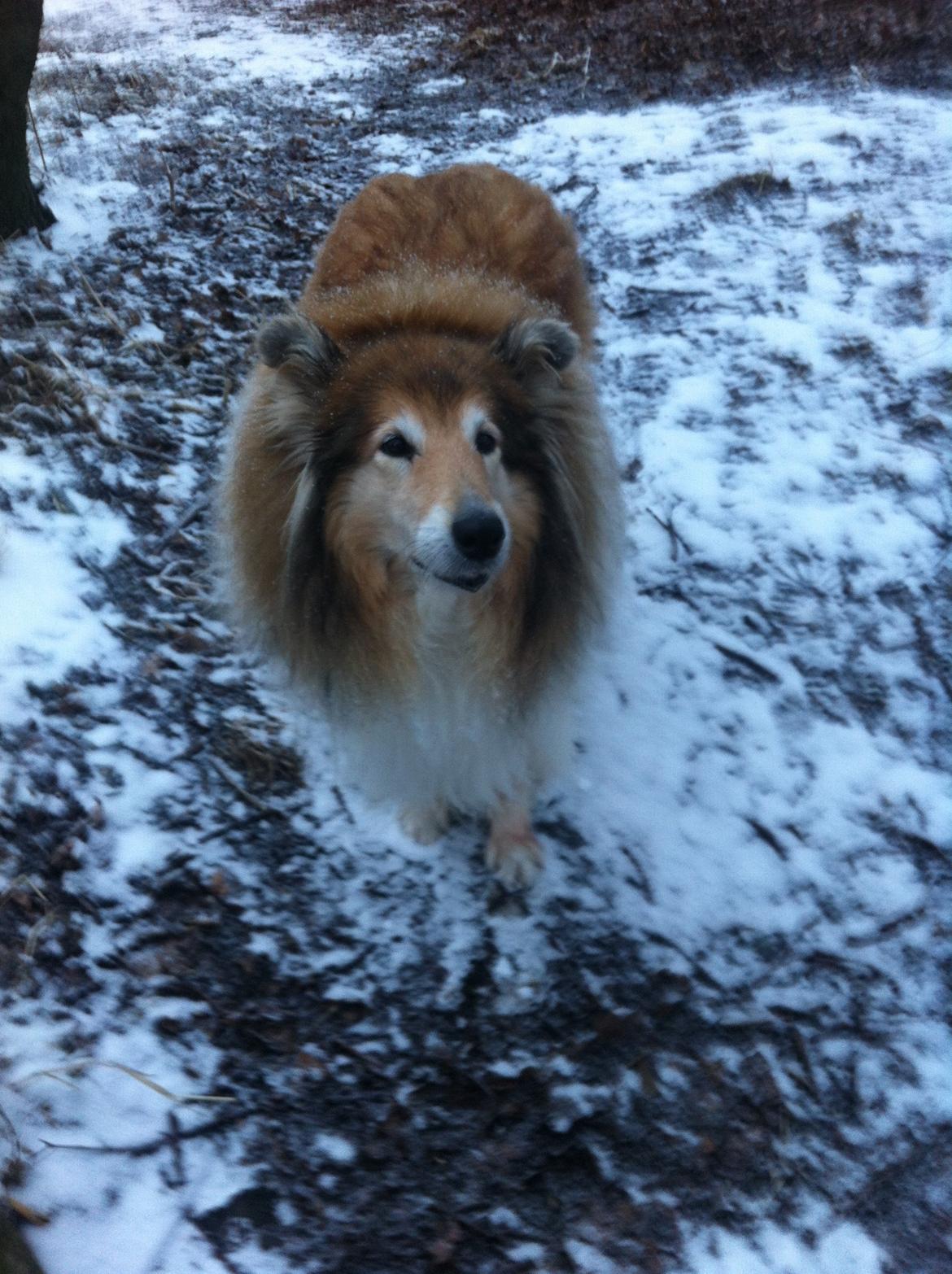 Collie langhåret Blanca - Savner en følgesved i skoven <3 billede 22
