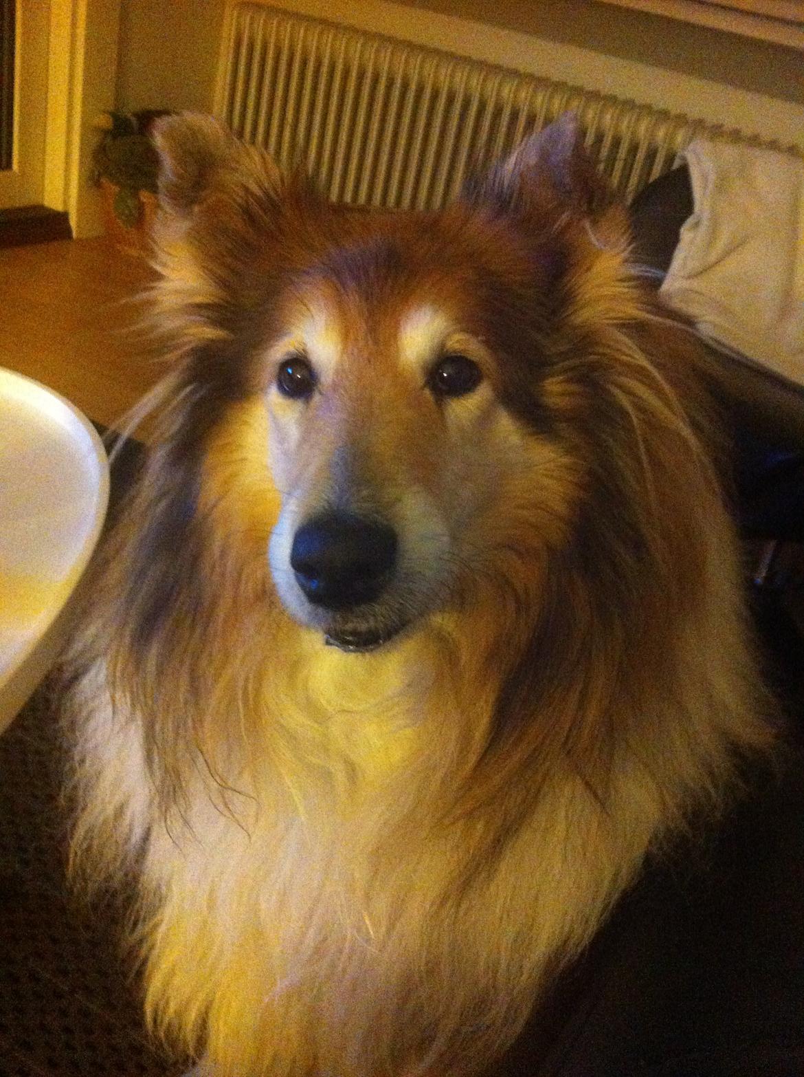 Collie langhåret Blanca - smuk af en gammel trunte at være <3 billede 23