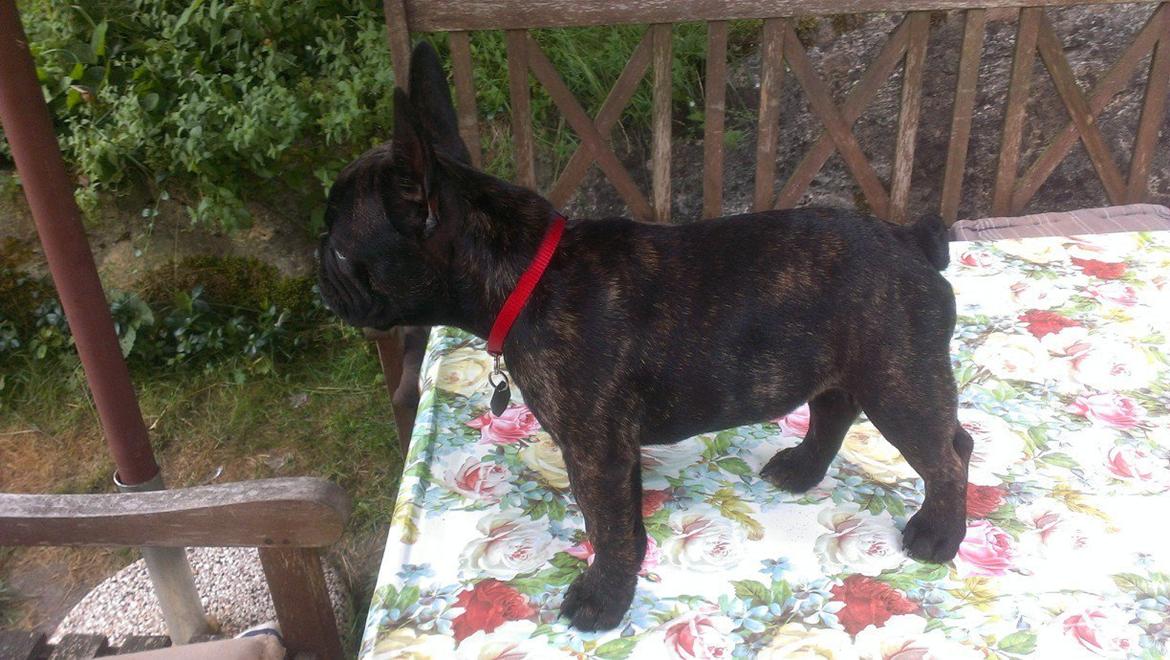 Fransk bulldog *Babette* - Babette 11 uger.
 billede 15