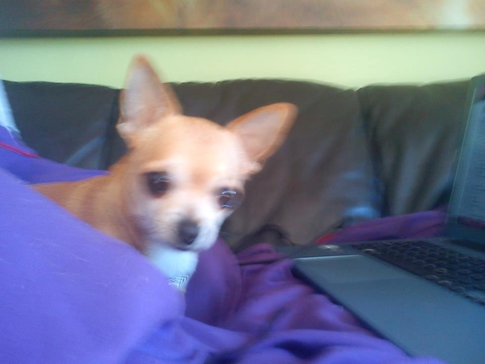 Chihuahua Cindy billede 1