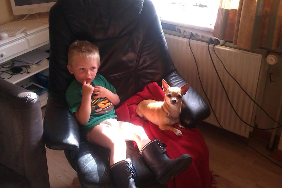 Chihuahua Cindy billede 2