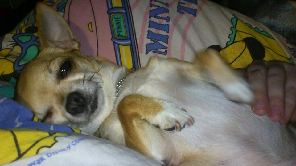 Chihuahua Cindy billede 3