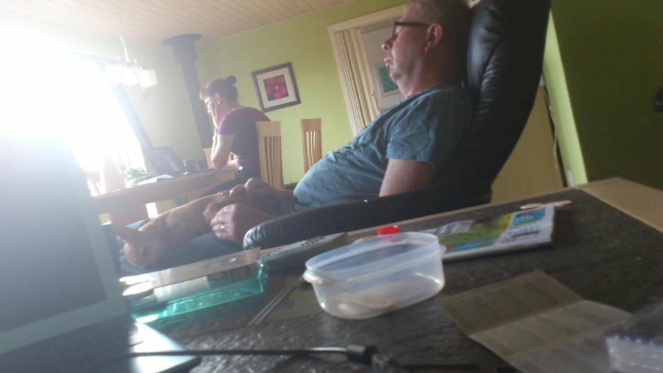 Chihuahua Cindy billede 4