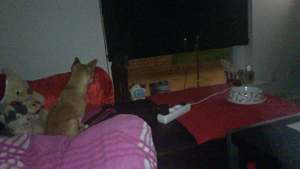 Chihuahua Cindy billede 5