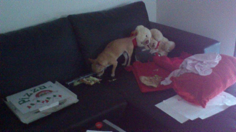 Chihuahua Cindy billede 6