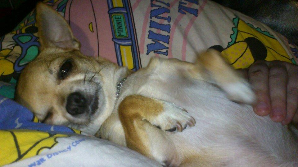 Chihuahua Cindy billede 7