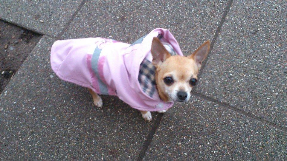 Chihuahua Cindy billede 8