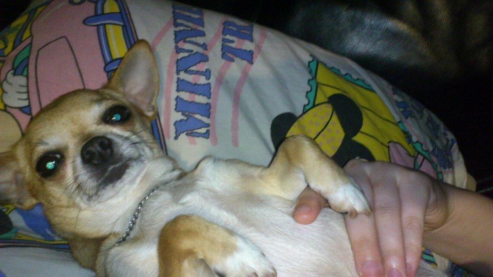 Chihuahua Cindy billede 9