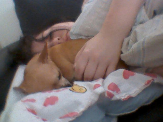 Chihuahua Cindy billede 10