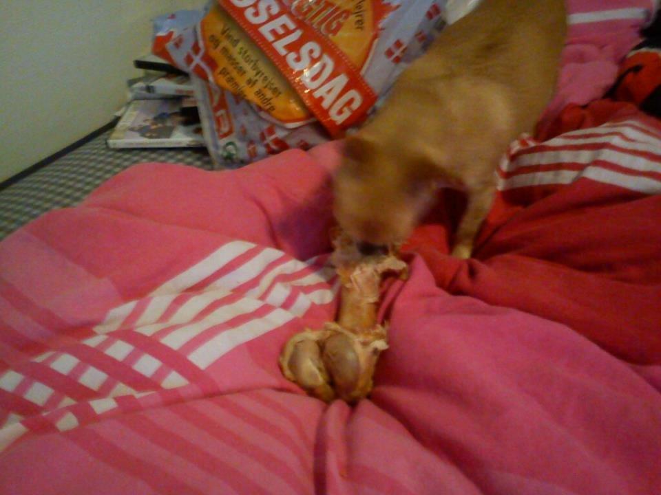 Chihuahua Cindy billede 11