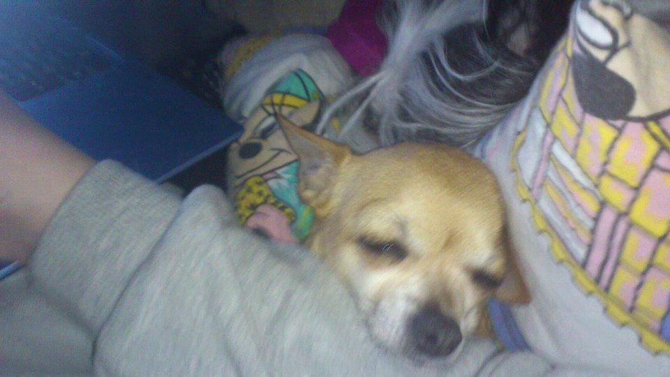 Chihuahua Cindy billede 12