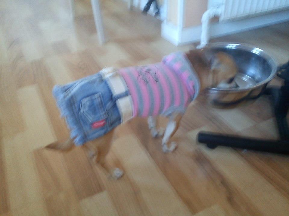 Chihuahua Cindy billede 13